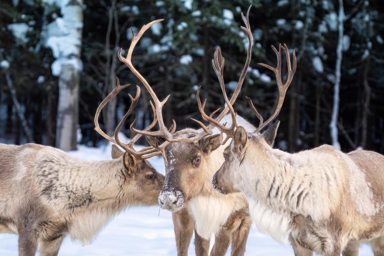 Pleasant ValleyPleasant Acres Reindeer Ranch别墅 外观 照片