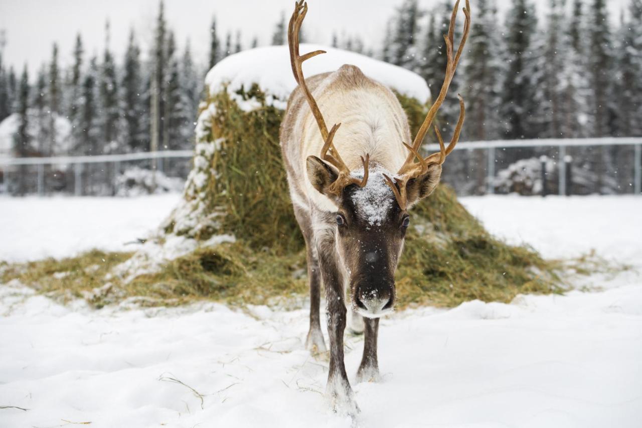 Pleasant ValleyPleasant Acres Reindeer Ranch别墅 外观 照片
