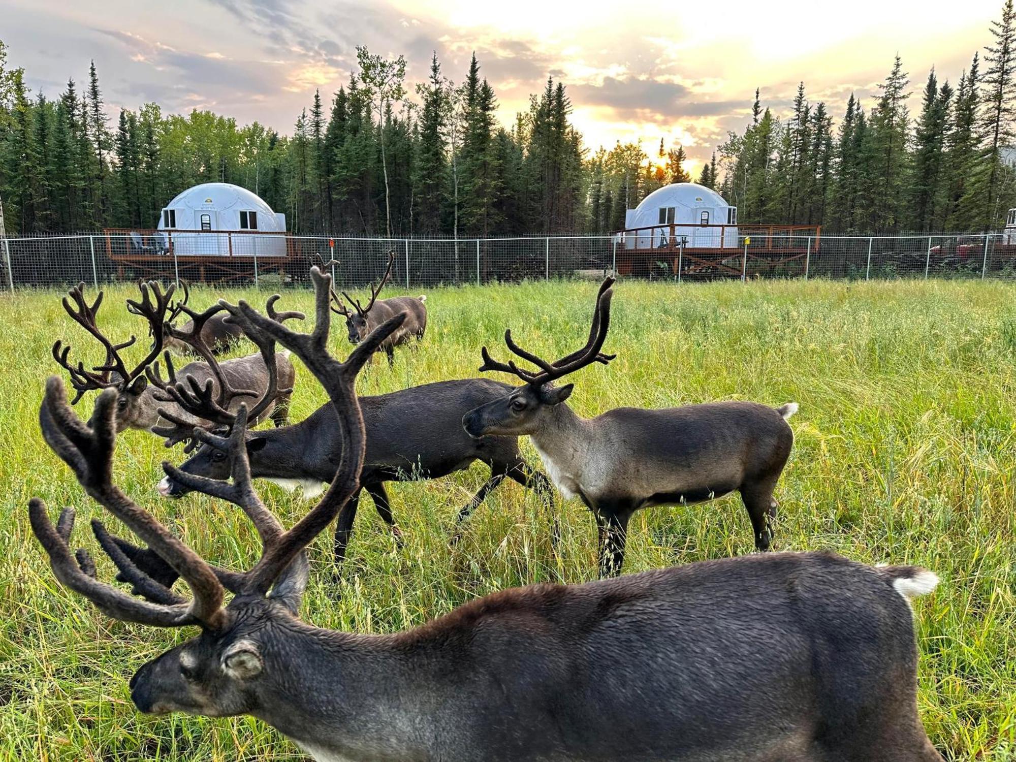 Pleasant ValleyPleasant Acres Reindeer Ranch别墅 外观 照片